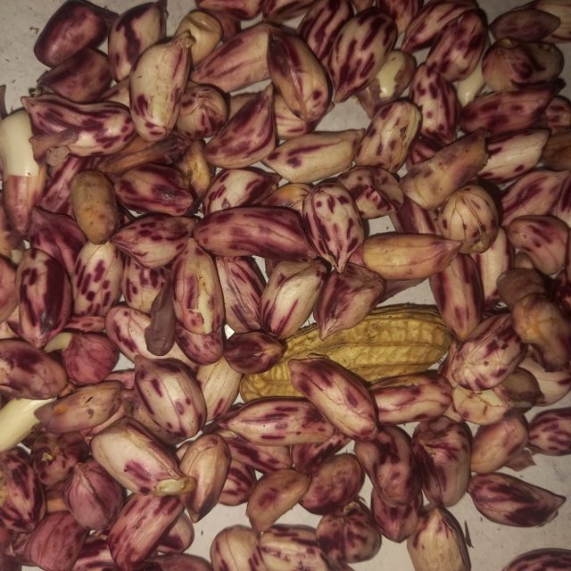 花生洁净度二分类图像数据集 样本 3