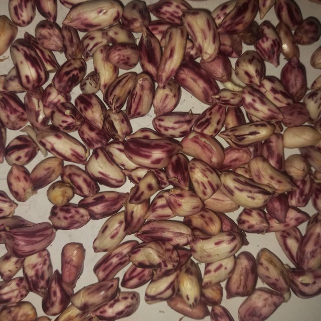 花生洁净度二分类图像数据集 样本 4