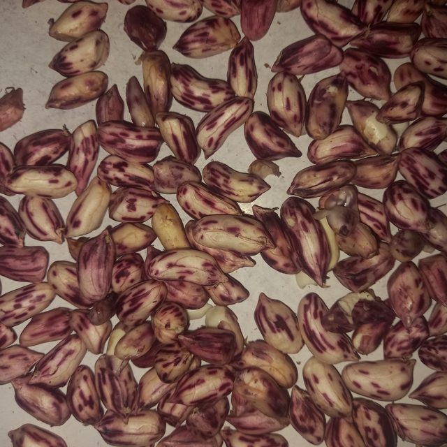 花生洁净度二分类图像数据集 样本 6