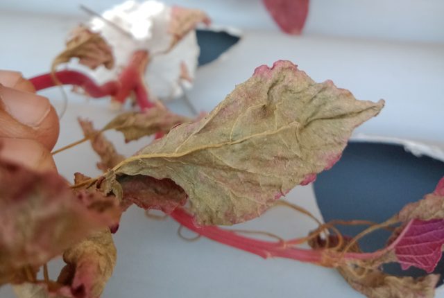 花生叶片病害图像数据集 样本 5