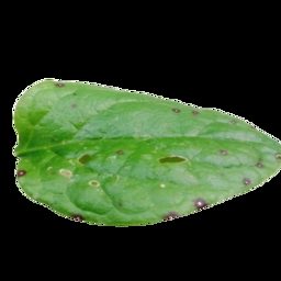花生叶片病害图像数据集 样本 6