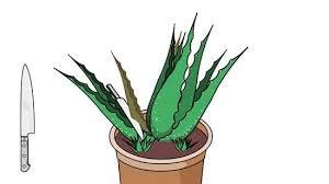 植物分类数据集 样本 4