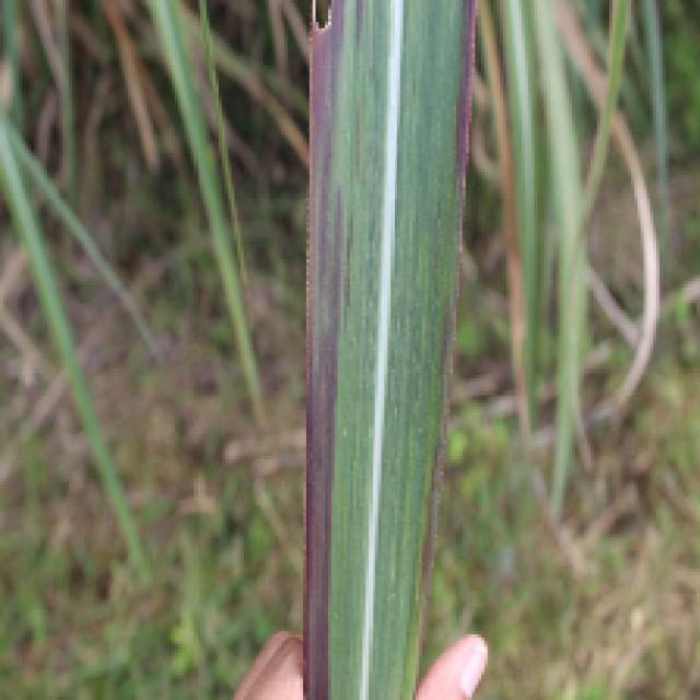 甘蔗数据集 样本 4