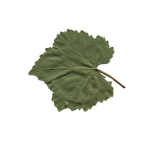 葡萄藤叶图像数据集 样本 6
