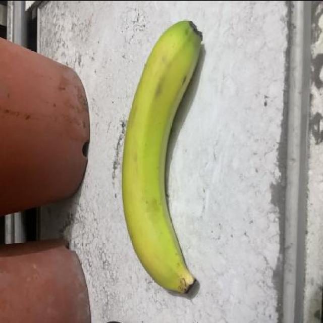 香蕉目标检测数据集（COCO 格式）（1） 样本 5