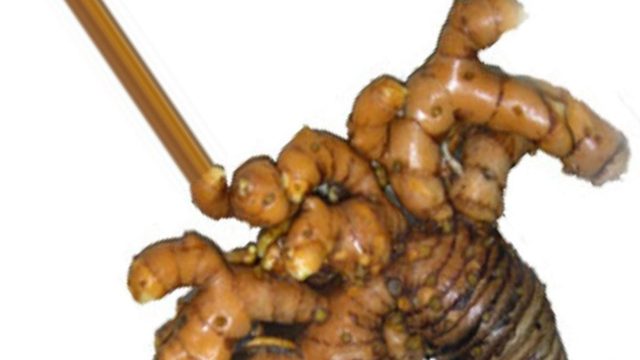 植物类型数据集 样本 3