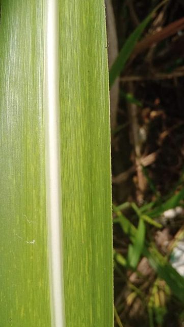甘蔗植物疾病数据集 样本 6