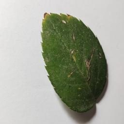 植物叶片疾病培训数据集 样本 3