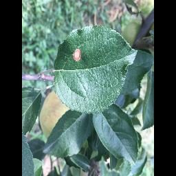 植物叶片疾病培训数据集 样本 4