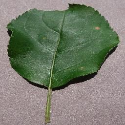 植物叶片疾病培训数据集 样本 5