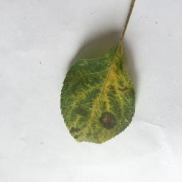 植物叶片疾病培训数据集 样本 6