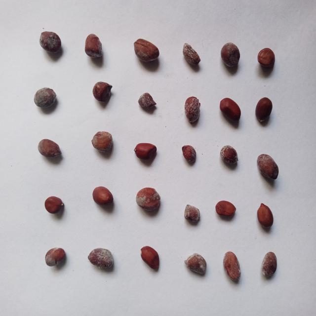 花生目标检测数据集(3 类,COCO 格式) 样本 3