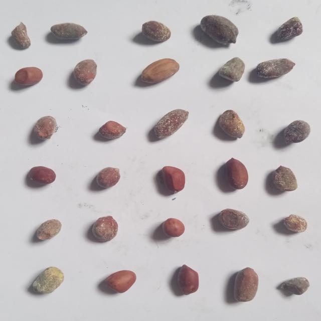 花生目标检测数据集(3 类,COCO 格式) 样本 4