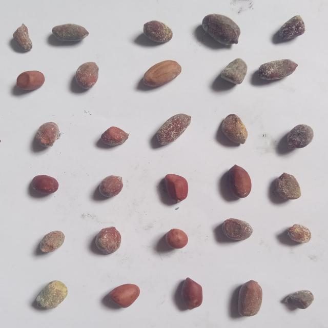 花生目标检测数据集(3 类,COCO 格式) 样本 5