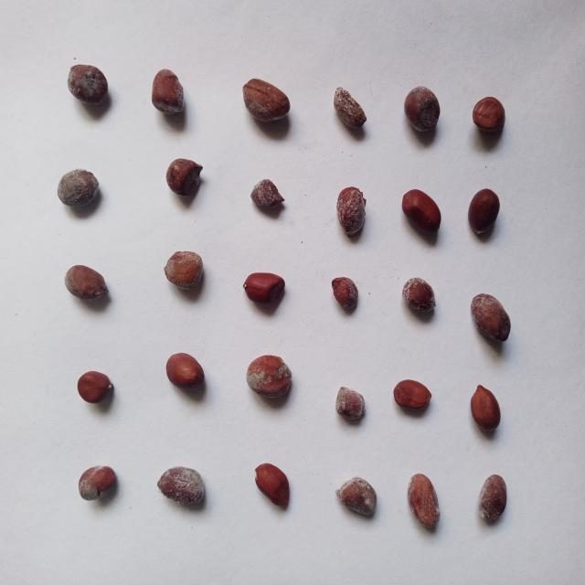 花生目标检测数据集(3 类,COCO 格式) 样本 6