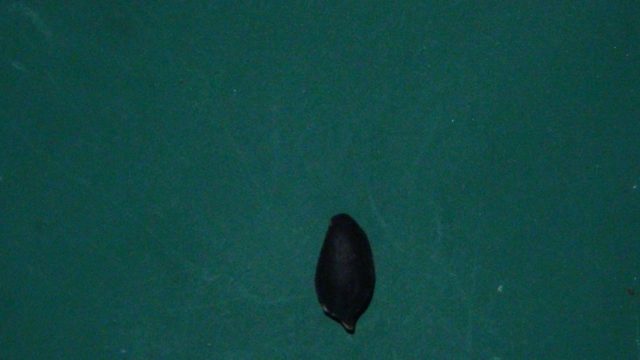 花生目标检测数据集（2 类，COCO 格式）（2） 样本 5