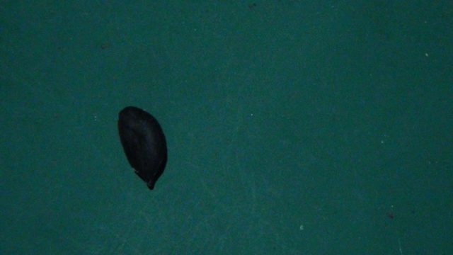 花生目标检测数据集（2 类，COCO 格式）（2） 样本 6