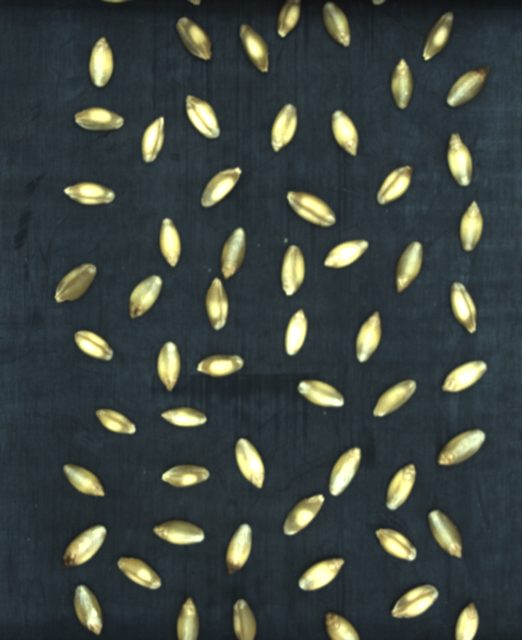 硬质小麦颗粒分类数据集（视频+图像帧） 样本 3