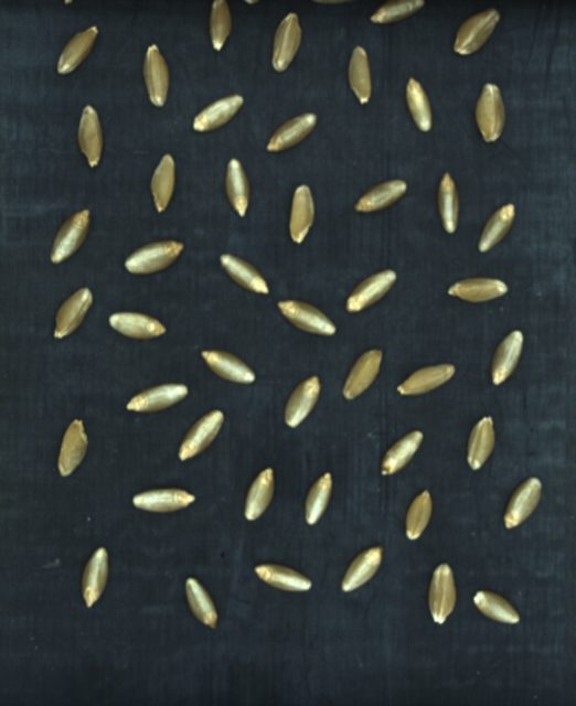 硬质小麦颗粒分类数据集（视频+图像帧） 样本 4