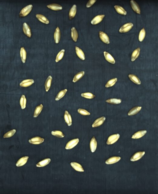 硬质小麦颗粒分类数据集（视频+图像帧） 样本 5