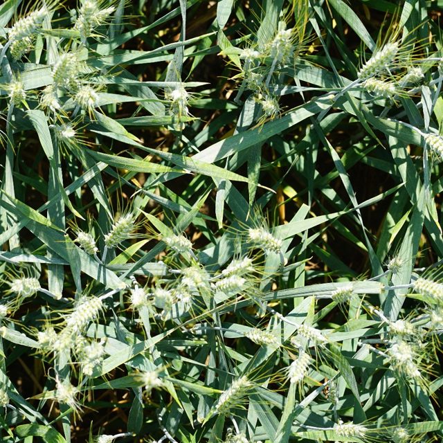 全球小麦穗检测数据集(扩展版) 样本 2