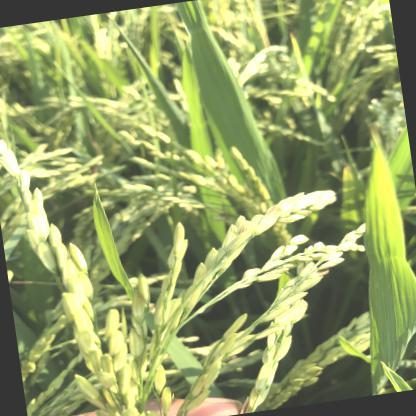 水稻目标检测数据集 v7（COCO 格式） 样本 3