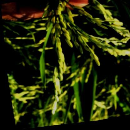 水稻目标检测数据集 v7（COCO 格式） 样本 4