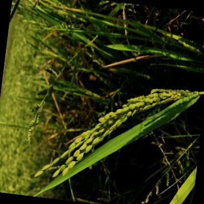 水稻目标检测数据集 v7（COCO 格式） 样本 6