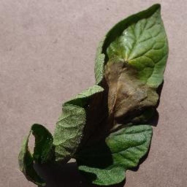 作物病害目标检测数据集(YOLO 格式) 样本 5