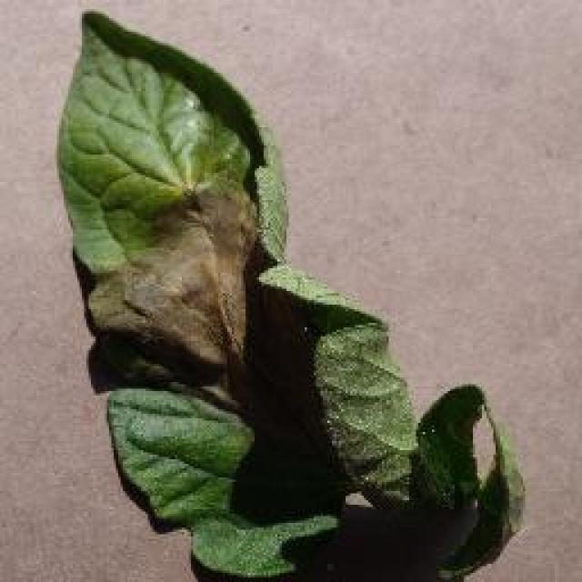 作物病害目标检测数据集(YOLO 格式) 样本 6