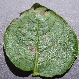 土豆晚疫病斑点检测数据集（COCO 格式） 样本 3