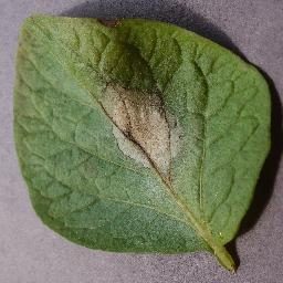 土豆晚疫病斑点检测数据集（COCO 格式） 样本 4