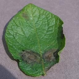 土豆晚疫病斑点检测数据集（COCO 格式） 样本 5