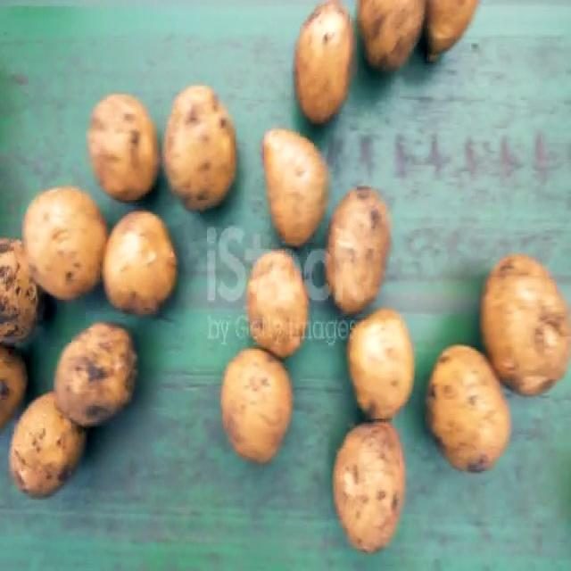 土豆目标检测数据集 v10(COCO 格式) 样本 3