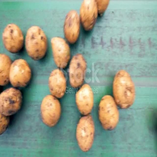 土豆目标检测数据集 v10(COCO 格式) 样本 5