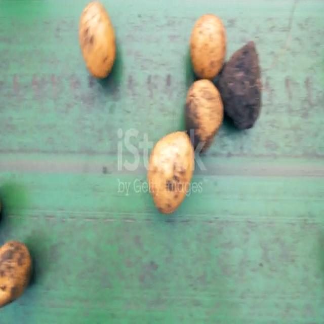 土豆目标检测数据集 v10(COCO 格式) 样本 6