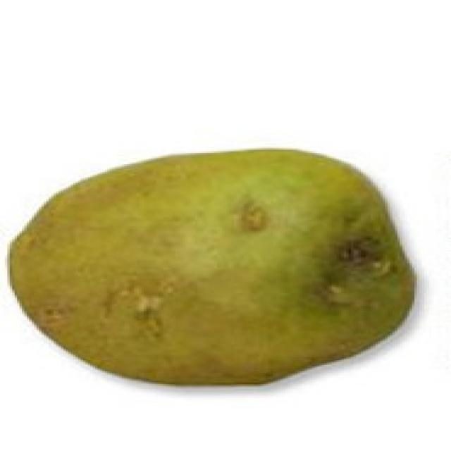 土豆目标检测数据集 v9（COCO 格式） 样本 6