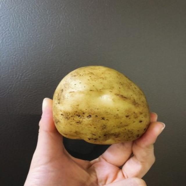 土豆目标检测数据集(COCO 格式) 样本 4