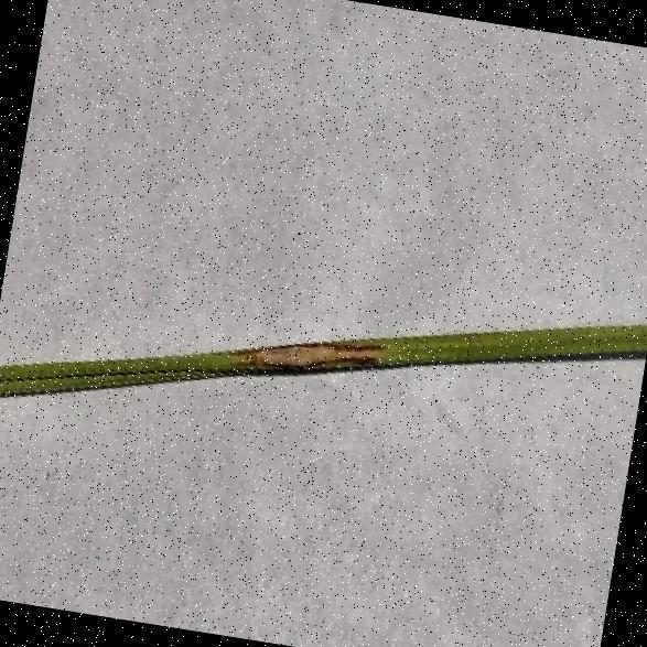 水稻叶片病害图像数据集 样本 6