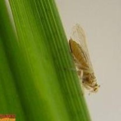 水稻虫害检测数据集 样本 3