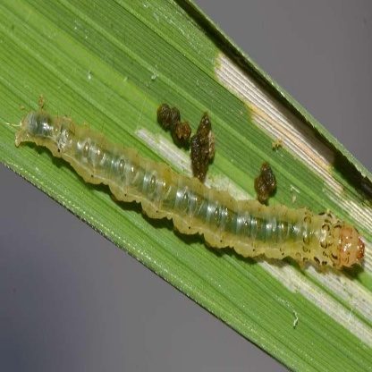 水稻虫害检测数据集 样本 5