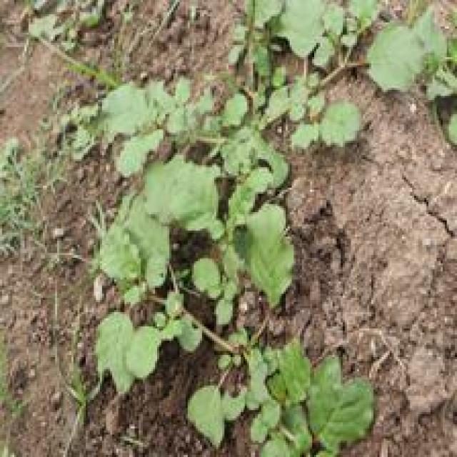 高粱目标检测数据集(4 类,COCO 格式) 样本 3