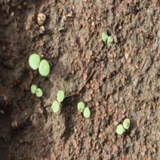高粱目标检测数据集(4 类,COCO 格式) 样本 4
