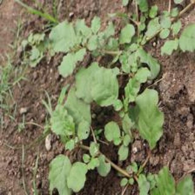 高粱目标检测数据集(4 类,COCO 格式) 样本 5