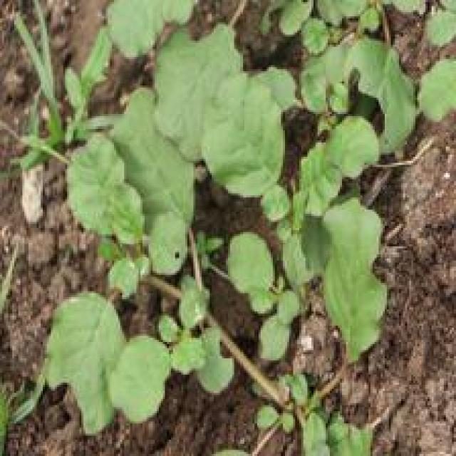高粱目标检测数据集(4 类,COCO 格式) 样本 6