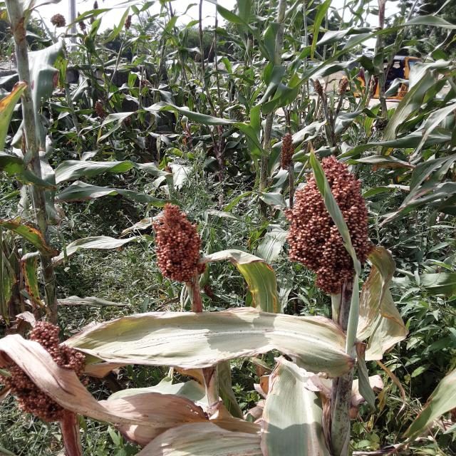 高粱目标检测数据集(3 类,COCO 格式) 样本 2