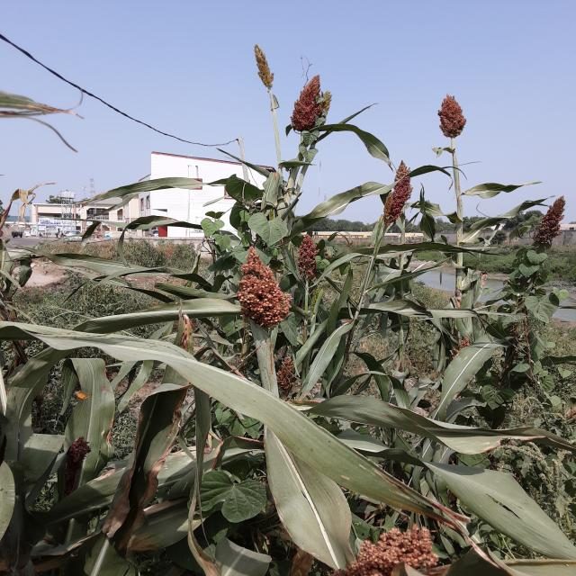 高粱目标检测数据集(3 类,COCO 格式) 样本 4