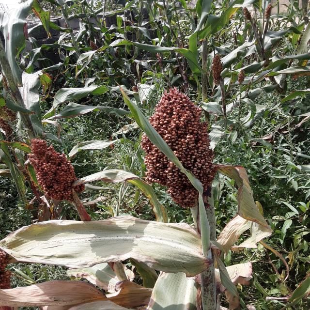 高粱目标检测数据集(3 类,COCO 格式) 样本 5