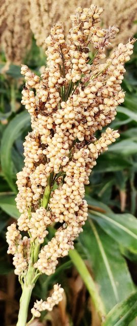 高粱目标检测数据集(2 类,COCO 格式) 样本 5