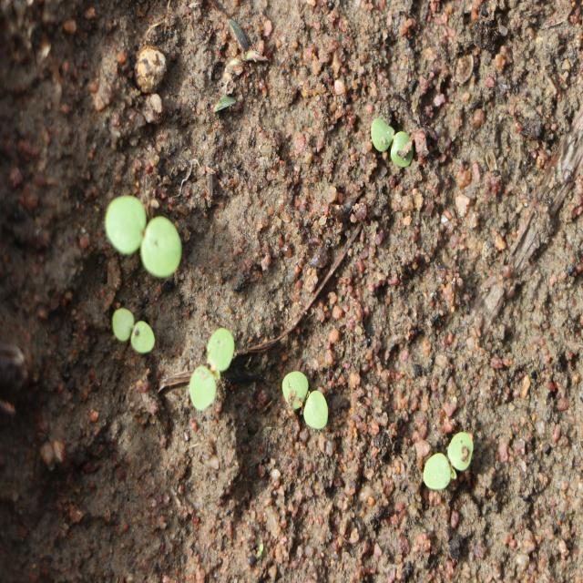 高粱目标检测数据集(6 类,COCO 格式) 样本 2